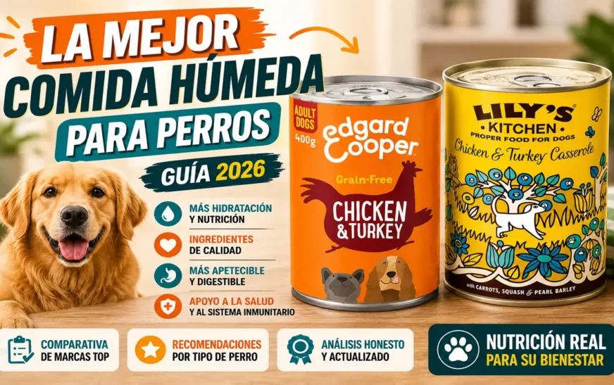 Comparativa de las mejores comidas húmedas para perros 2026: latas de Edgard & Cooper y Lily's Kitchen con un golden retriever