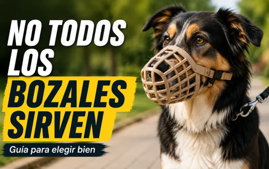 Bozal para perros: tipos, cuál elegir y cuándo es obligatorio
