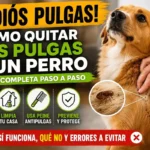 Cómo quitar las pulgas a un perro con peine antipulgas